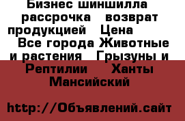 Бизнес шиншилла, рассрочка - возврат продукцией › Цена ­ 4 500 - Все города Животные и растения » Грызуны и Рептилии   . Ханты-Мансийский